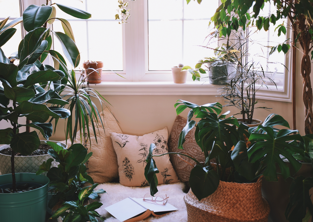 Everything you need to know about Plant Goals gift cards!