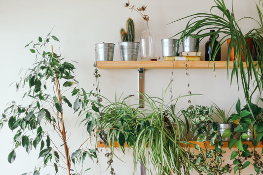 Top 3 mistakes people make when starting out with houseplants.