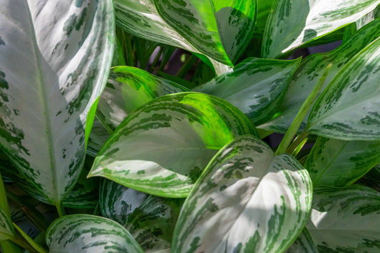 Aglaonema Care Guide