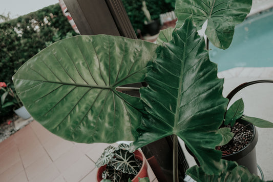 Alocasia Care Guide