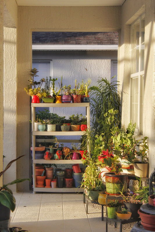Care tips for putting plants outside for Spring