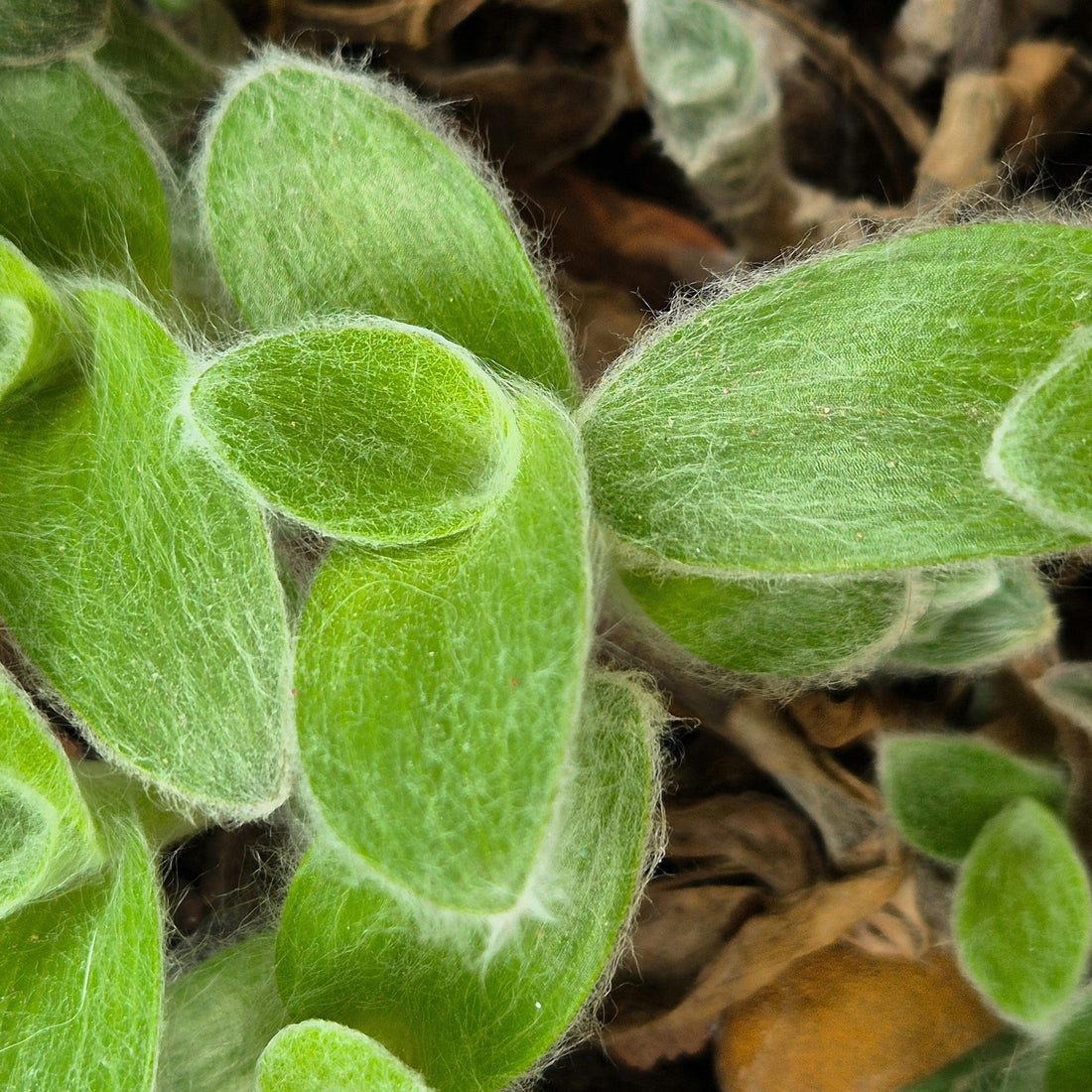 Lets Talk Tradescantia and Pals!