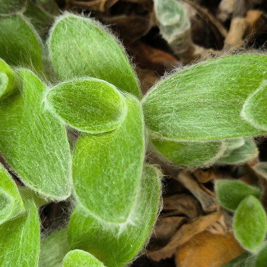 Lets Talk Tradescantia and Pals!