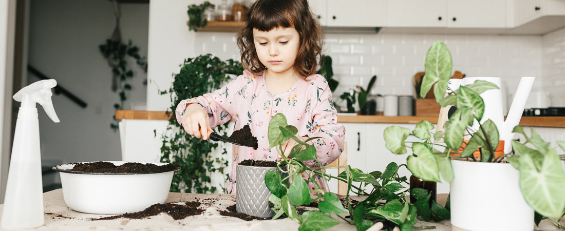 5 easy houseplants that make a great gift!