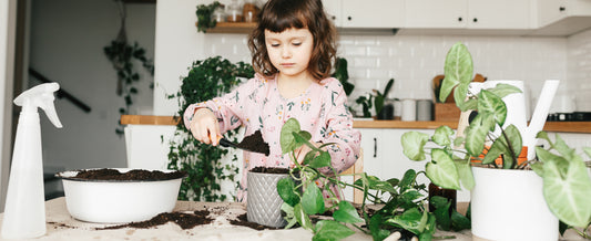 5 easy houseplants that make a great gift!
