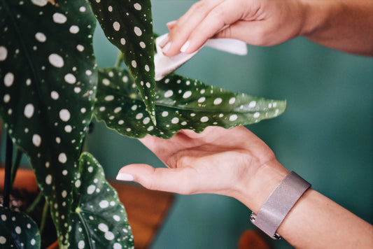 Begonia Care Guide