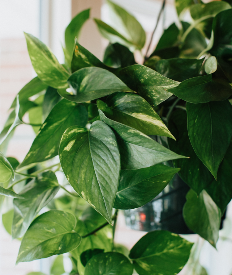 For Plant Killers