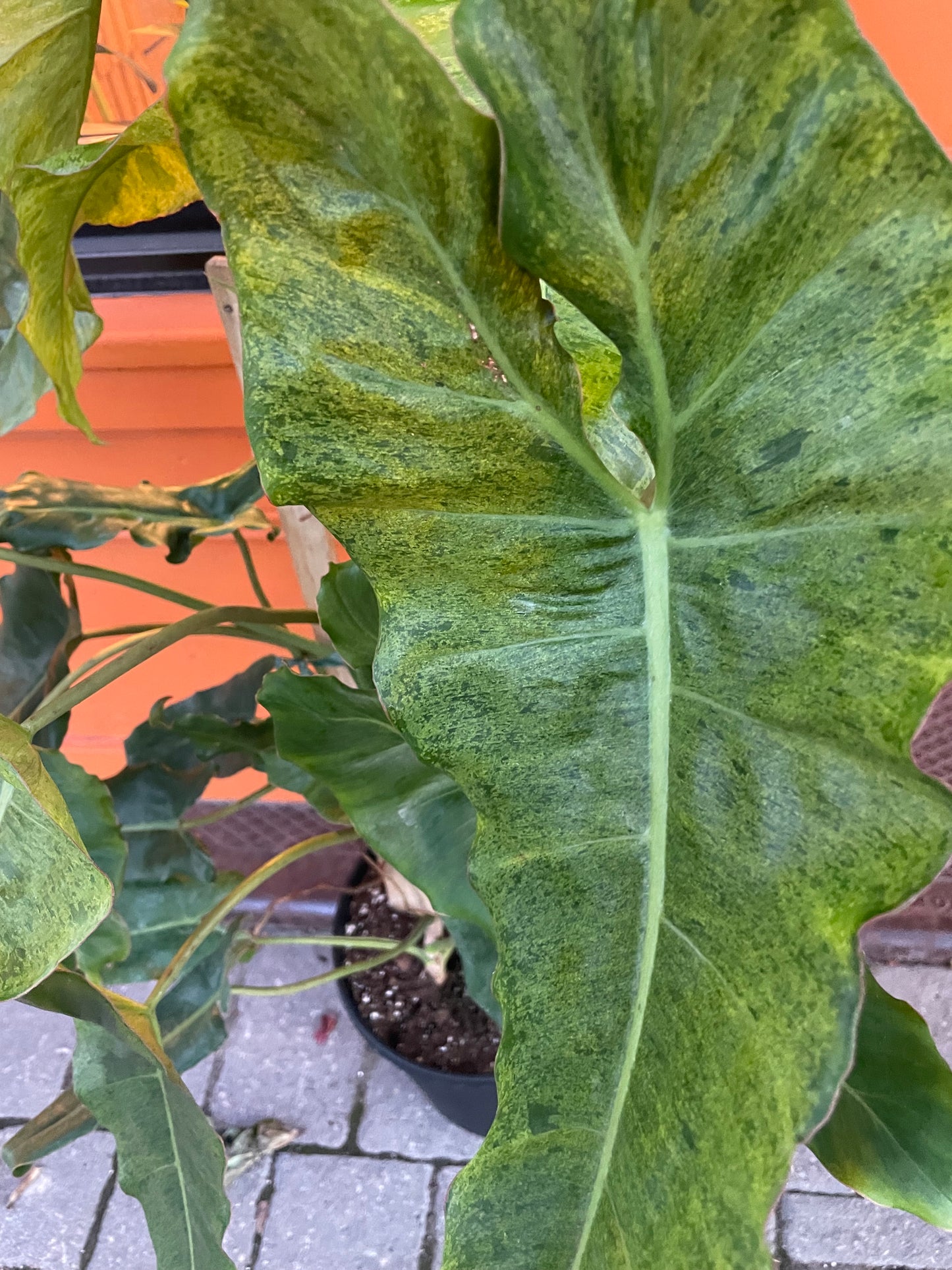 12” Philodendron Paraiso Verde Trellis