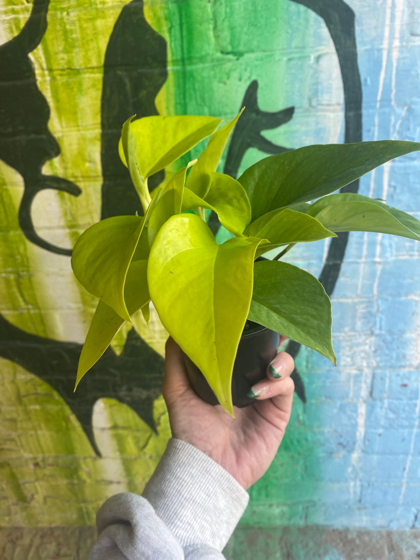 3.5" Pothos Neon