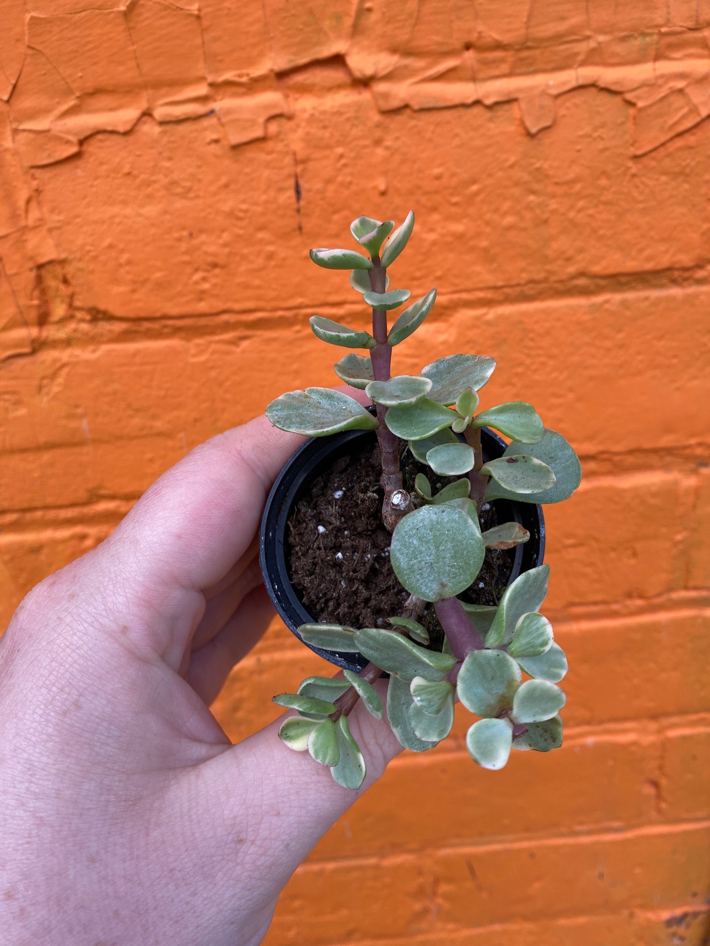 2.5" Variegated Portulacaria afra | Elephant Bush