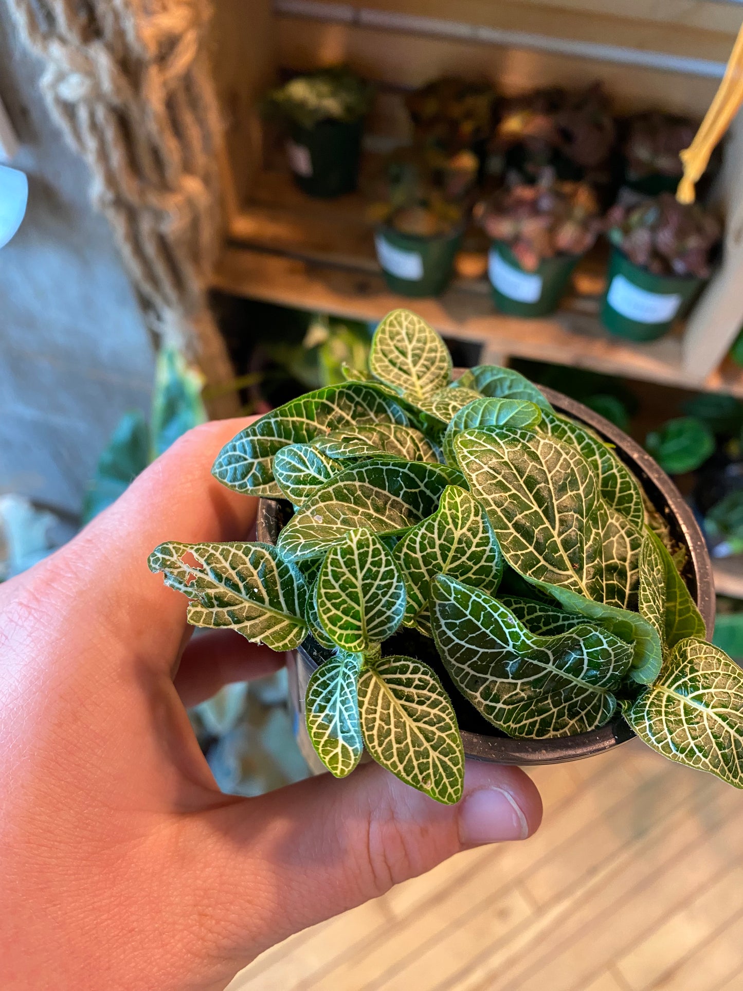 3.5" Fittonia White