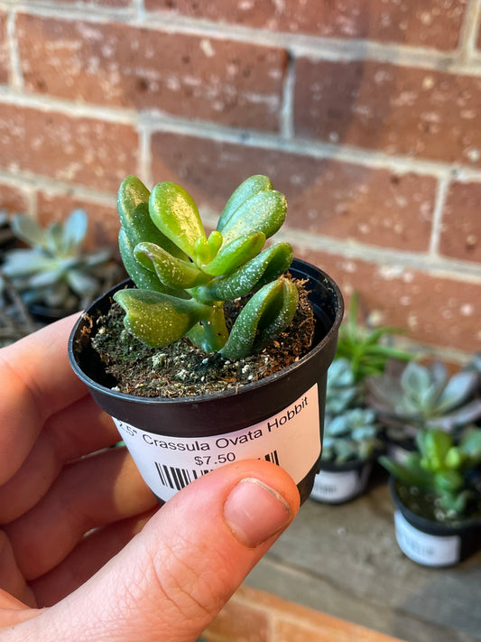 2.5" Crassula Ovata Hobbit
