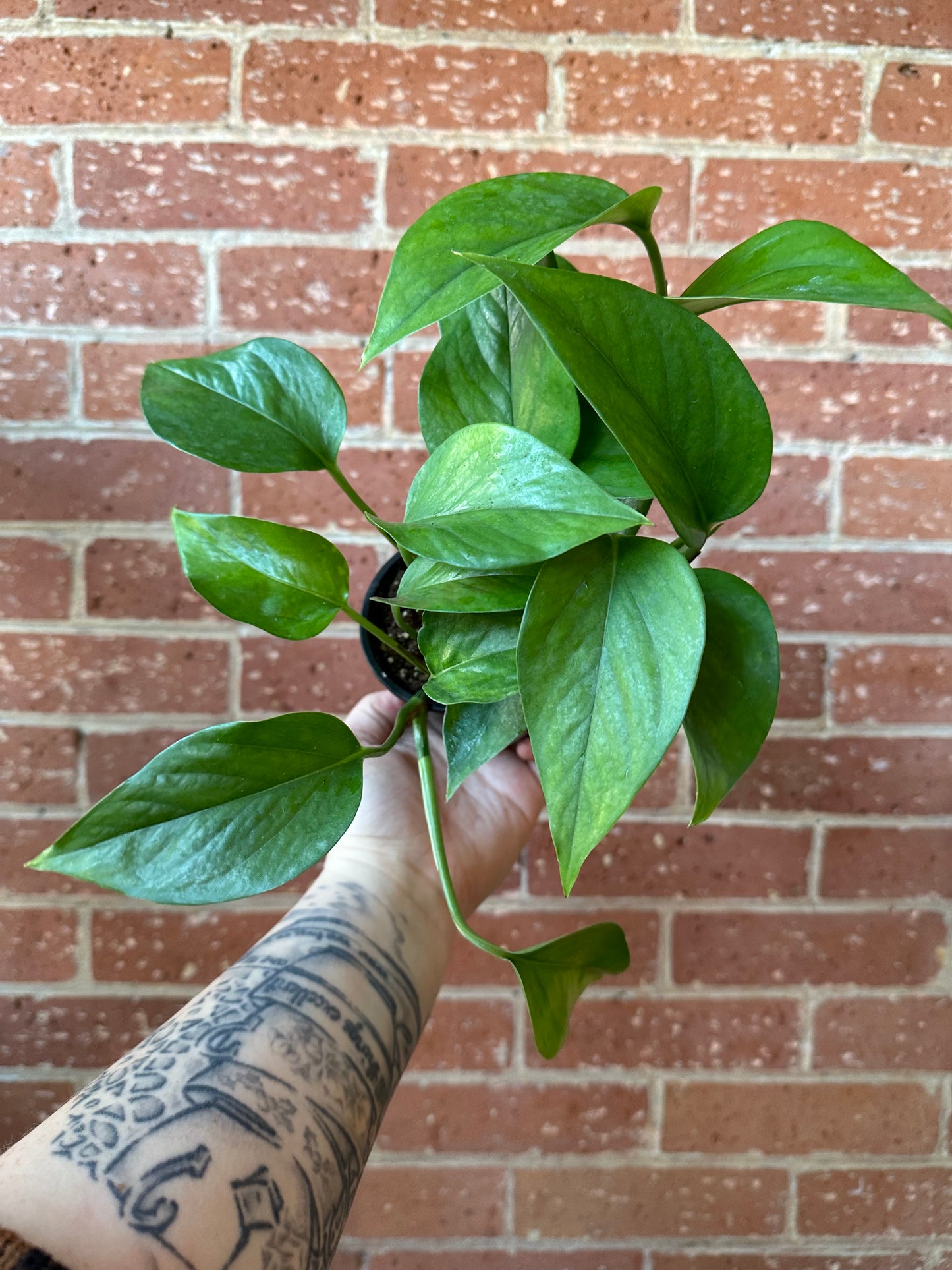 3.5" Pothos Green Jade