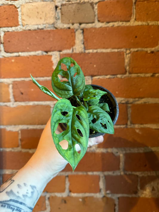 3.5" Monstera Adansonii Monkey Mask