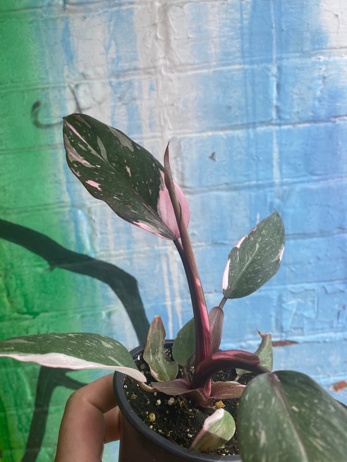 3.5" Philodendron Pink Princess