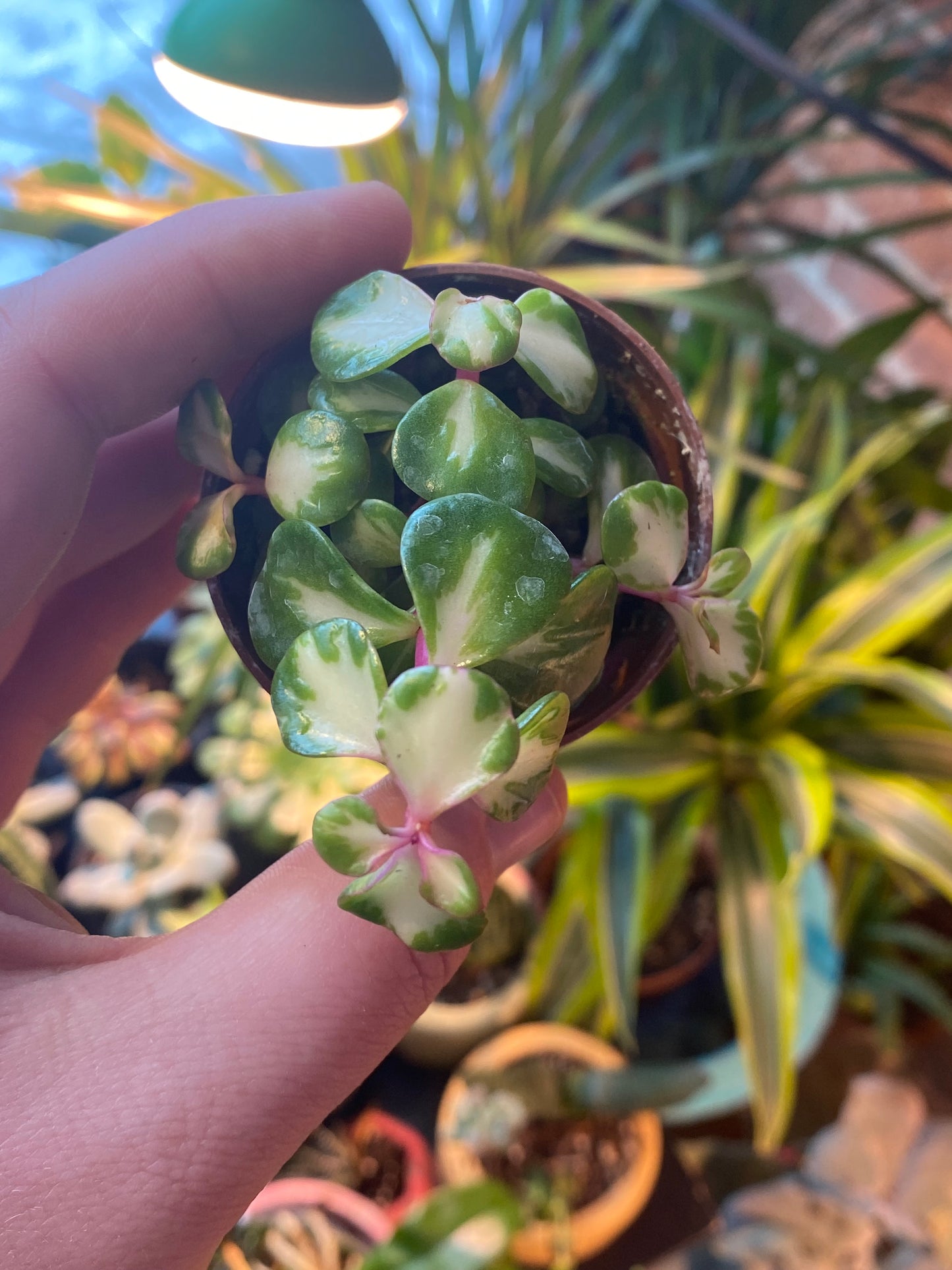 2.5" Inner Variegated Portulacaria afra | Elephant Bush