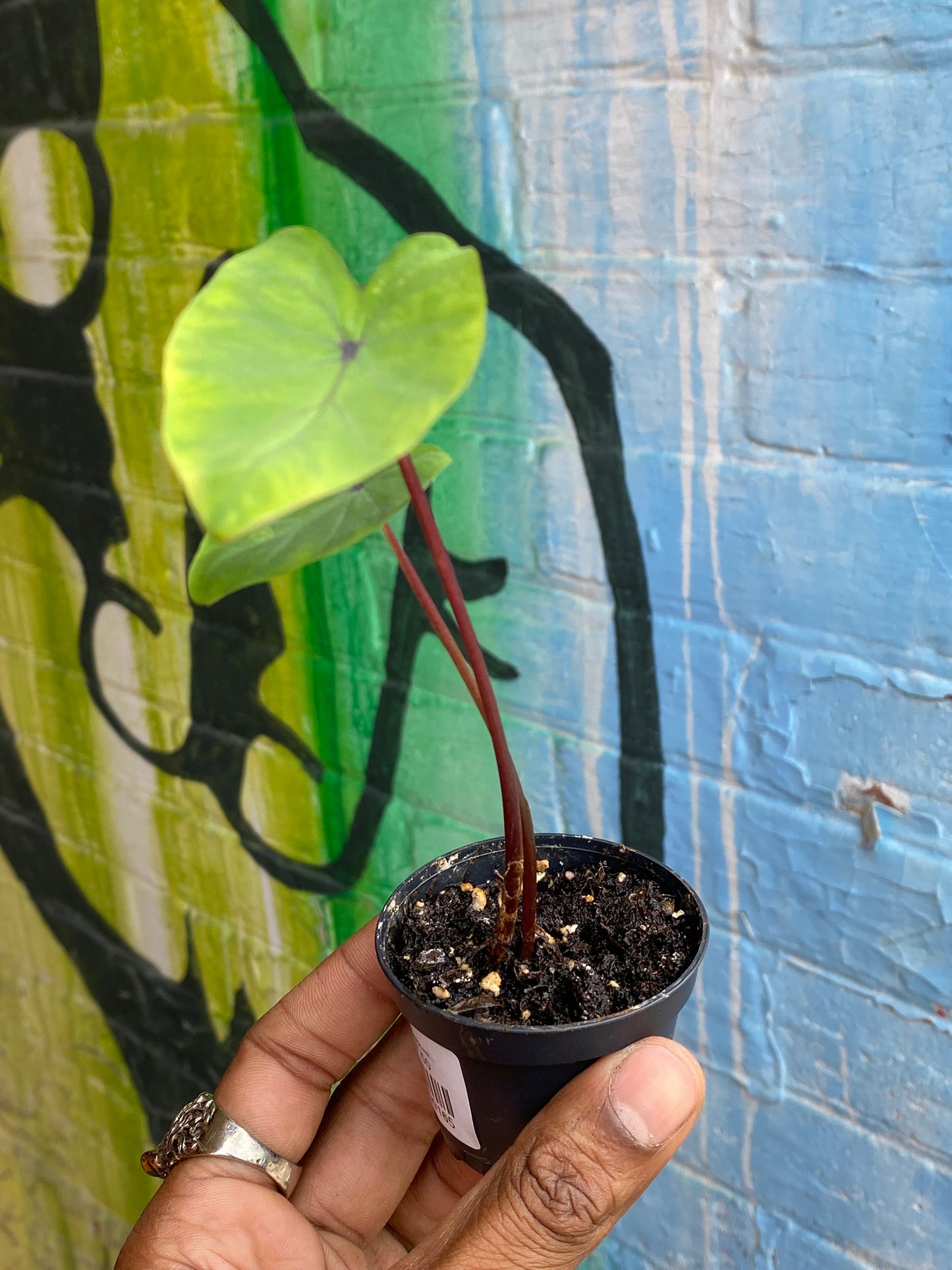 2.5" Colocasia Lemon Lime Gecko