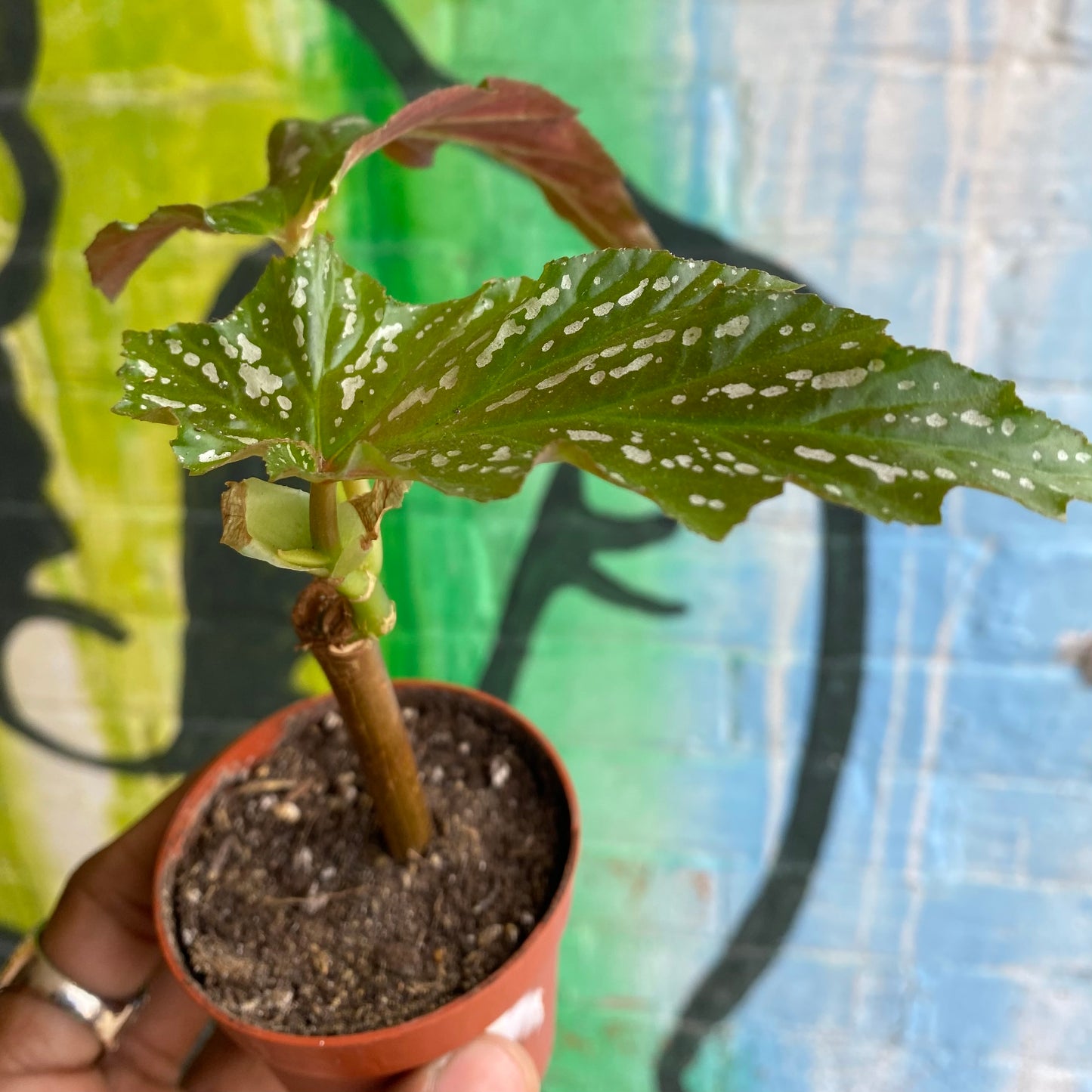 3.5" Begonia Angel Wing