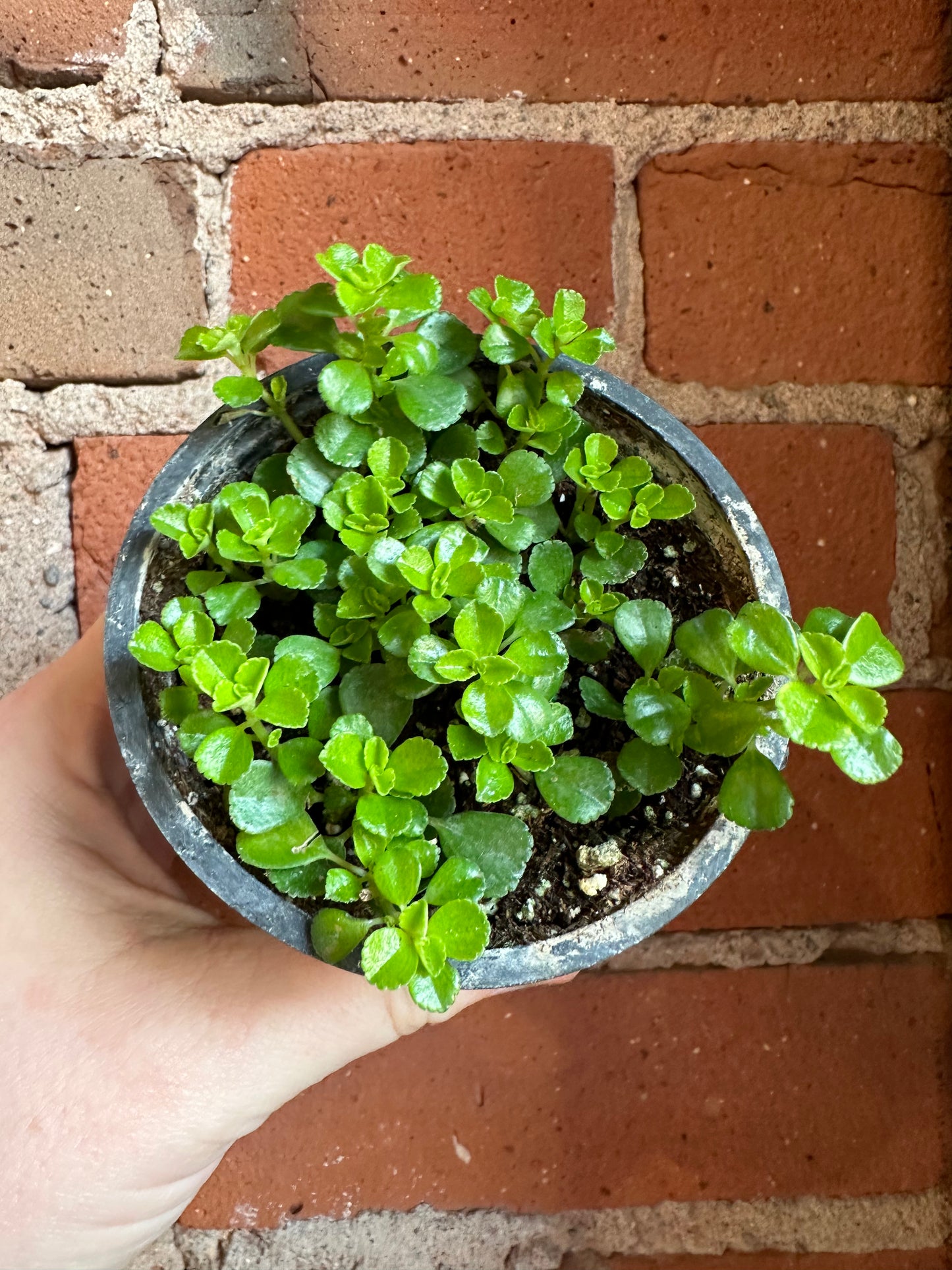 3.5" Pilea Depressa
