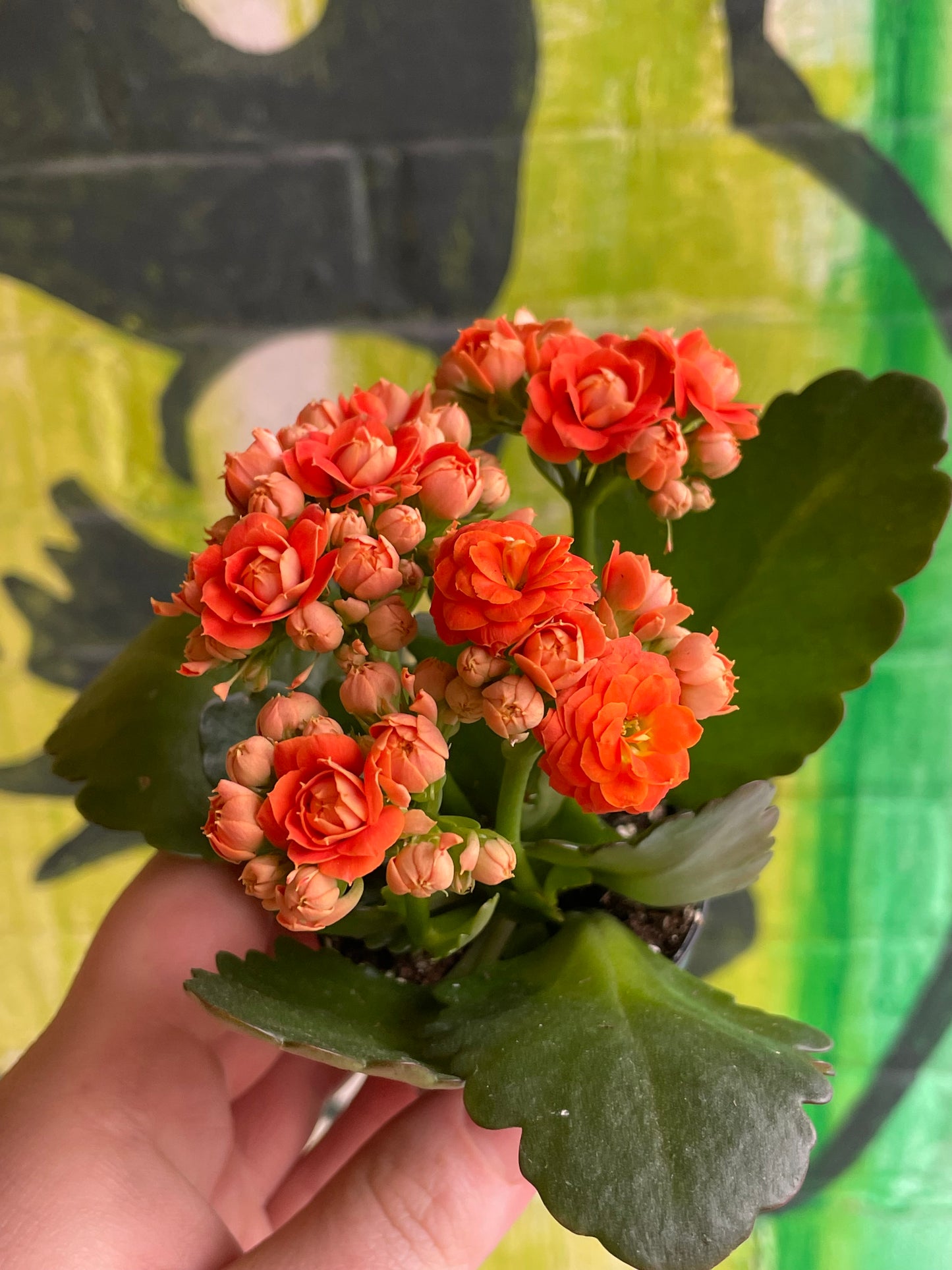 2.5" Kalanchoe Blossfeldiana | Double Petals