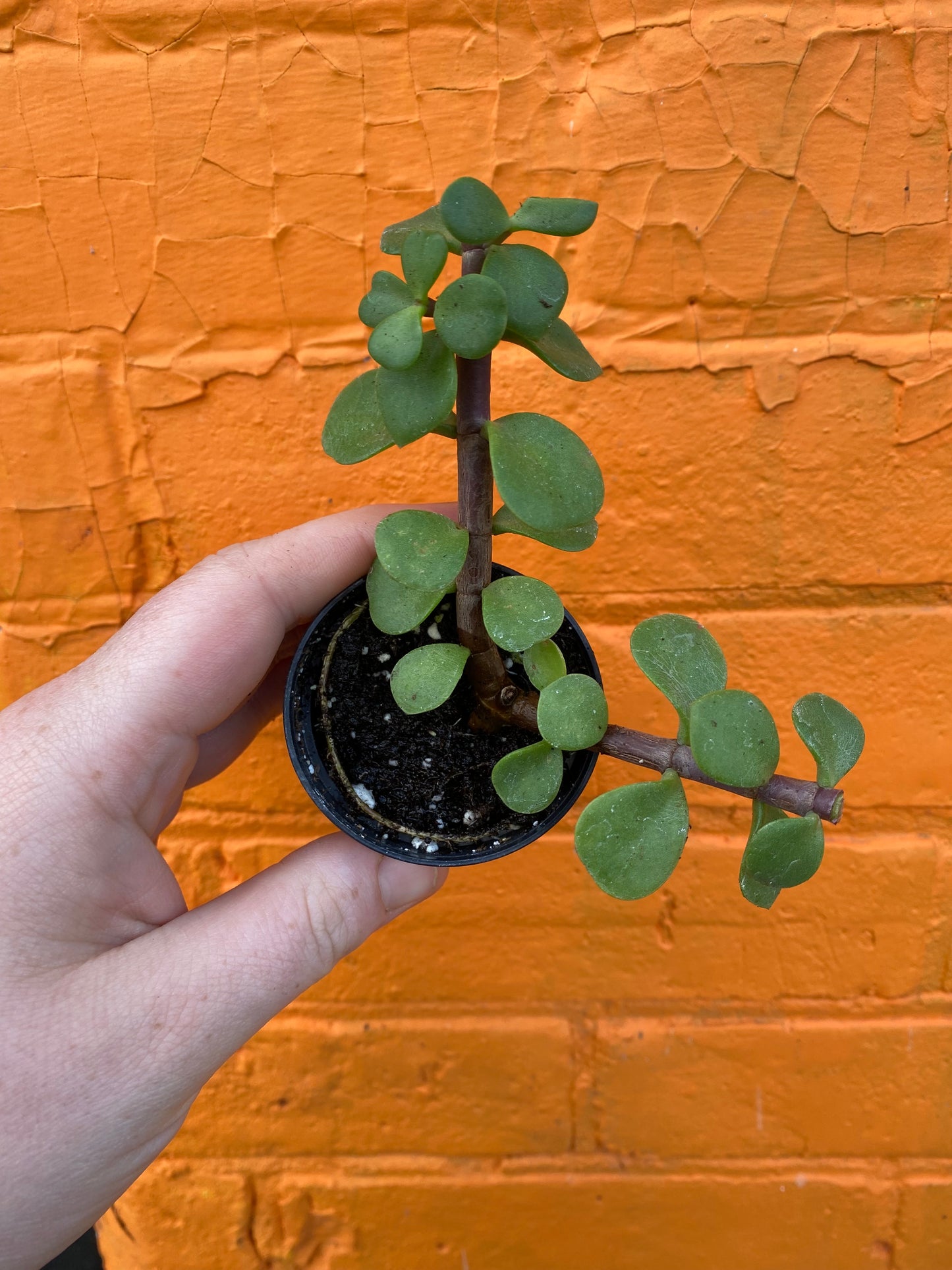 2.5" Portulacaria afra | Elephant Bush