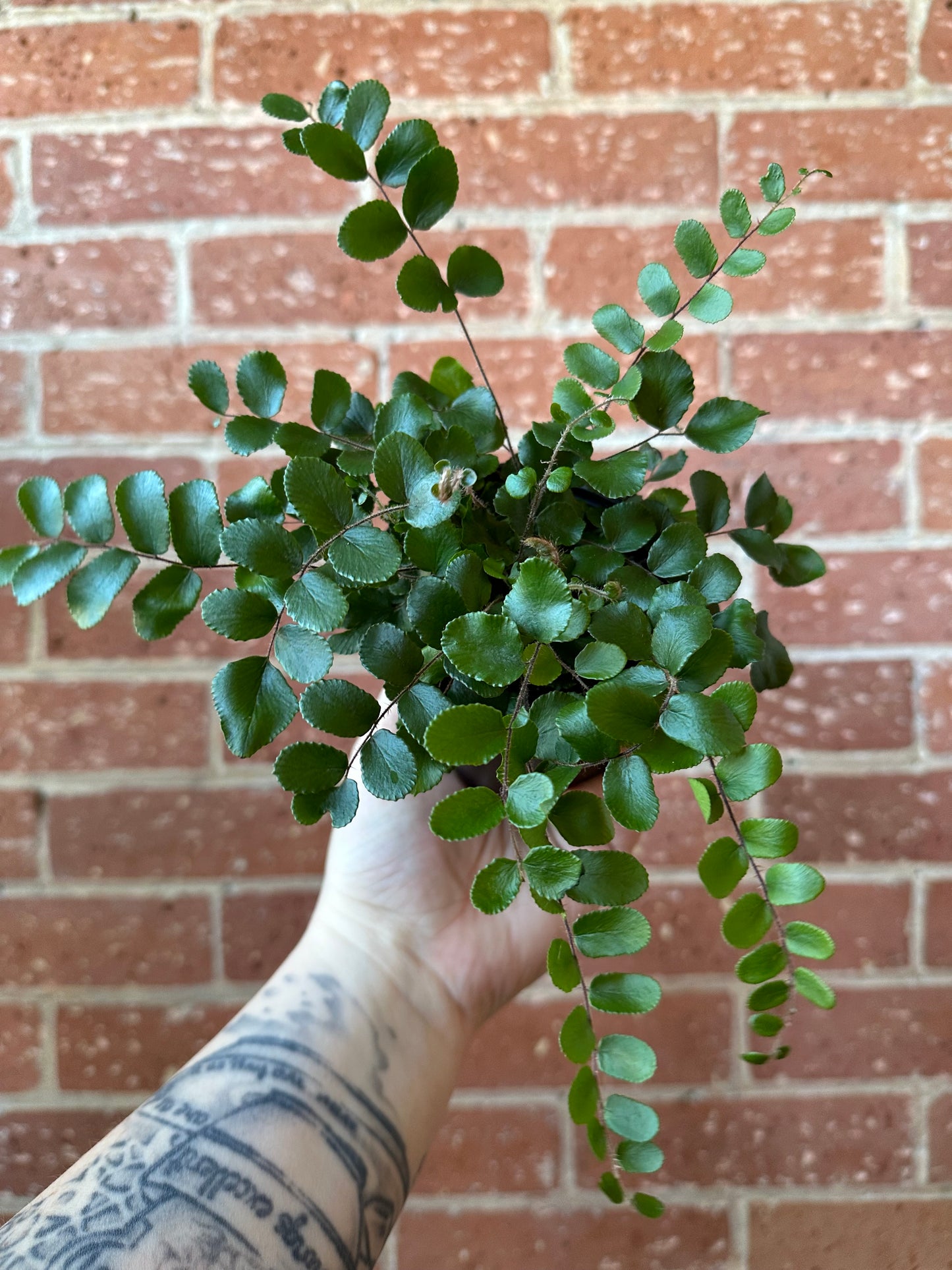 3.5" Pellaea Rotundifolia | Button Fern