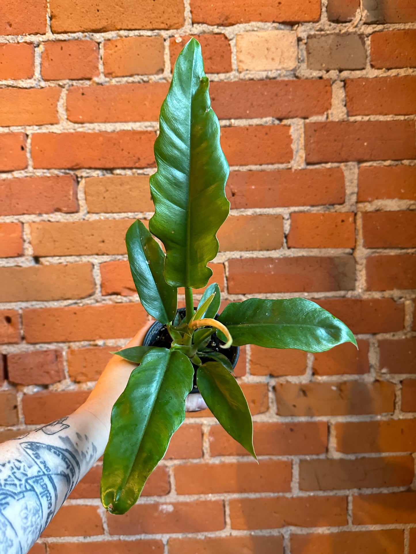 4" Philodendron Jungle Boogie