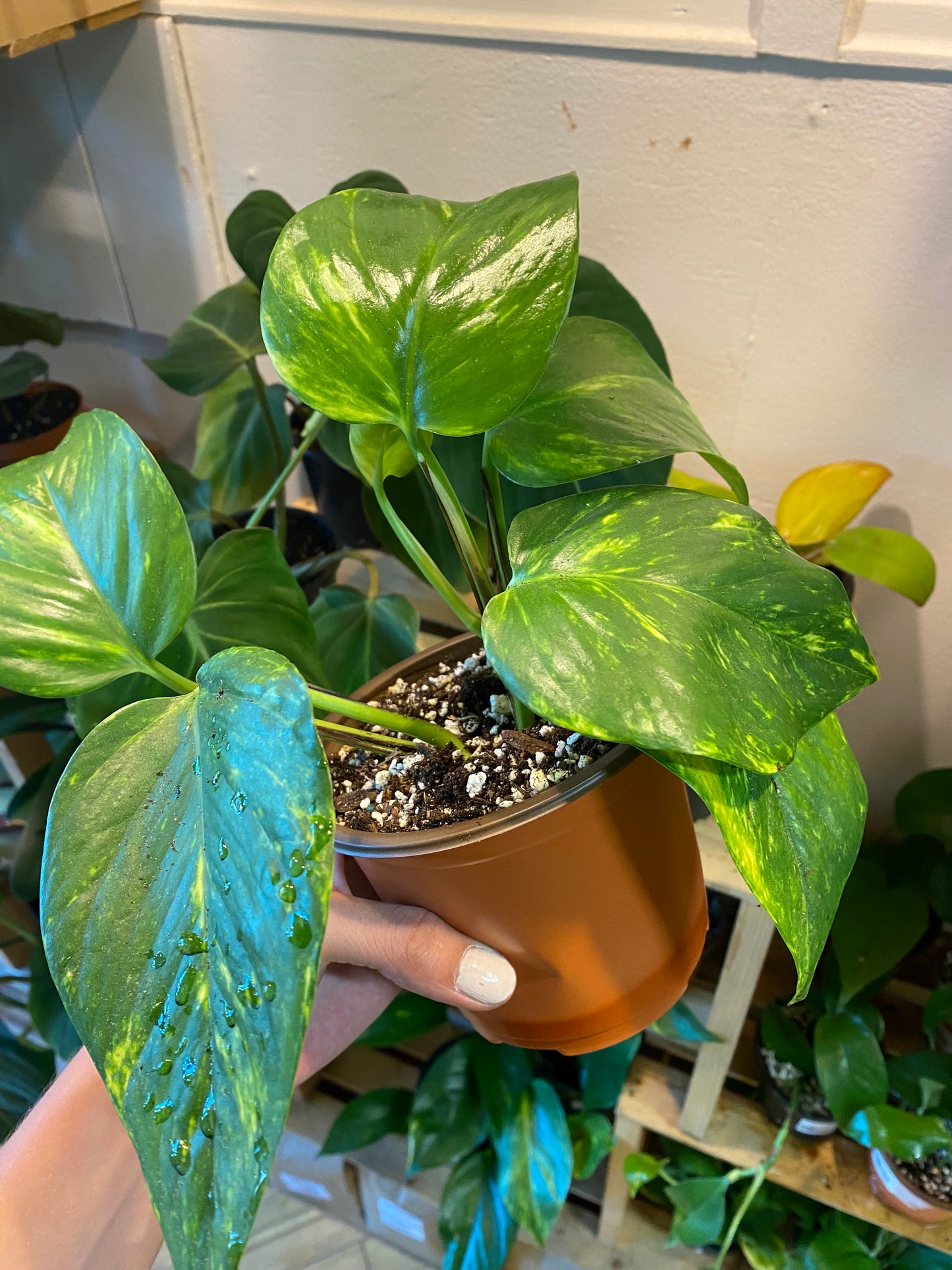 5" Hawaiian Pothos