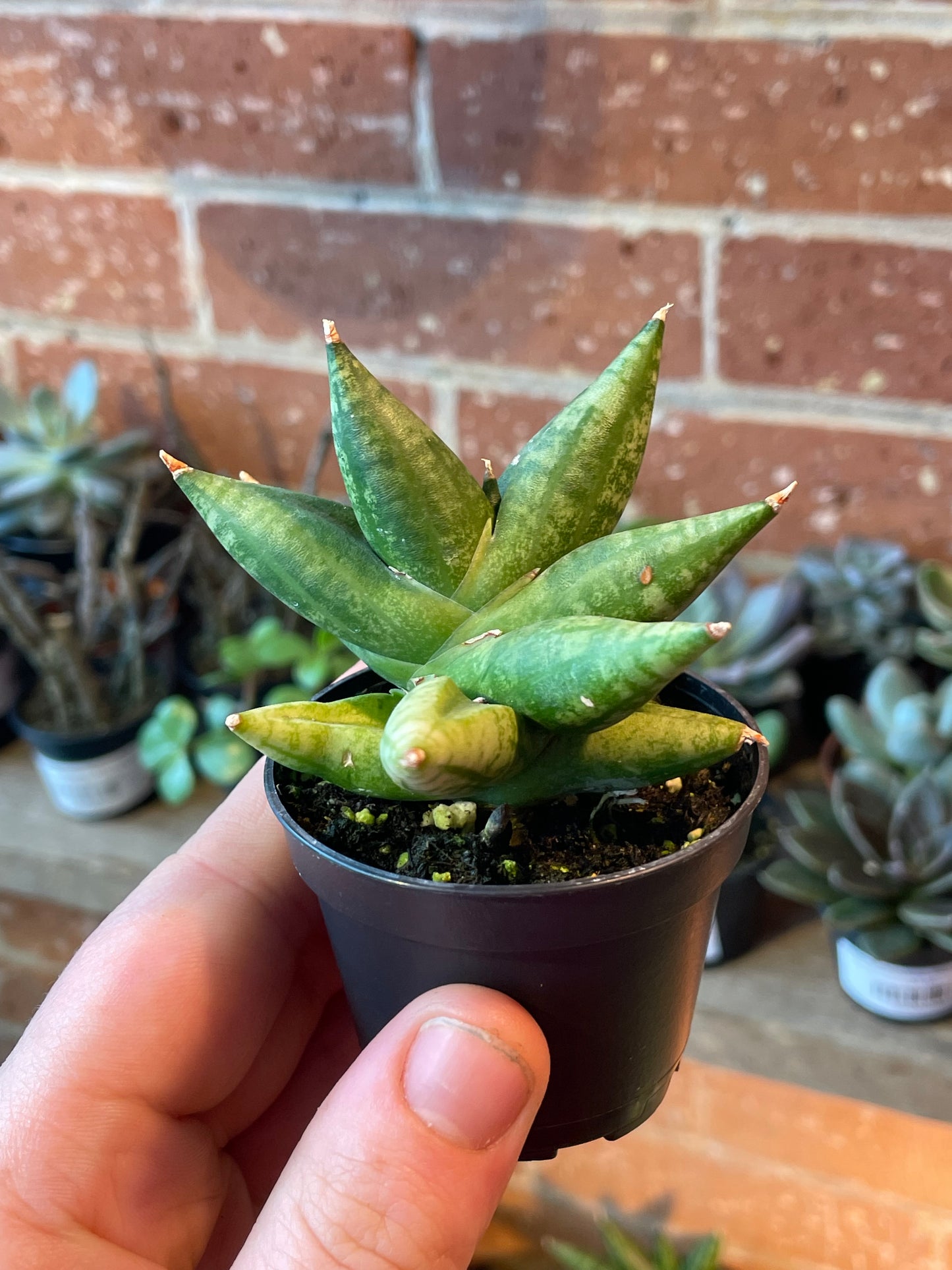 2.5" Sansevieria Mingmanee