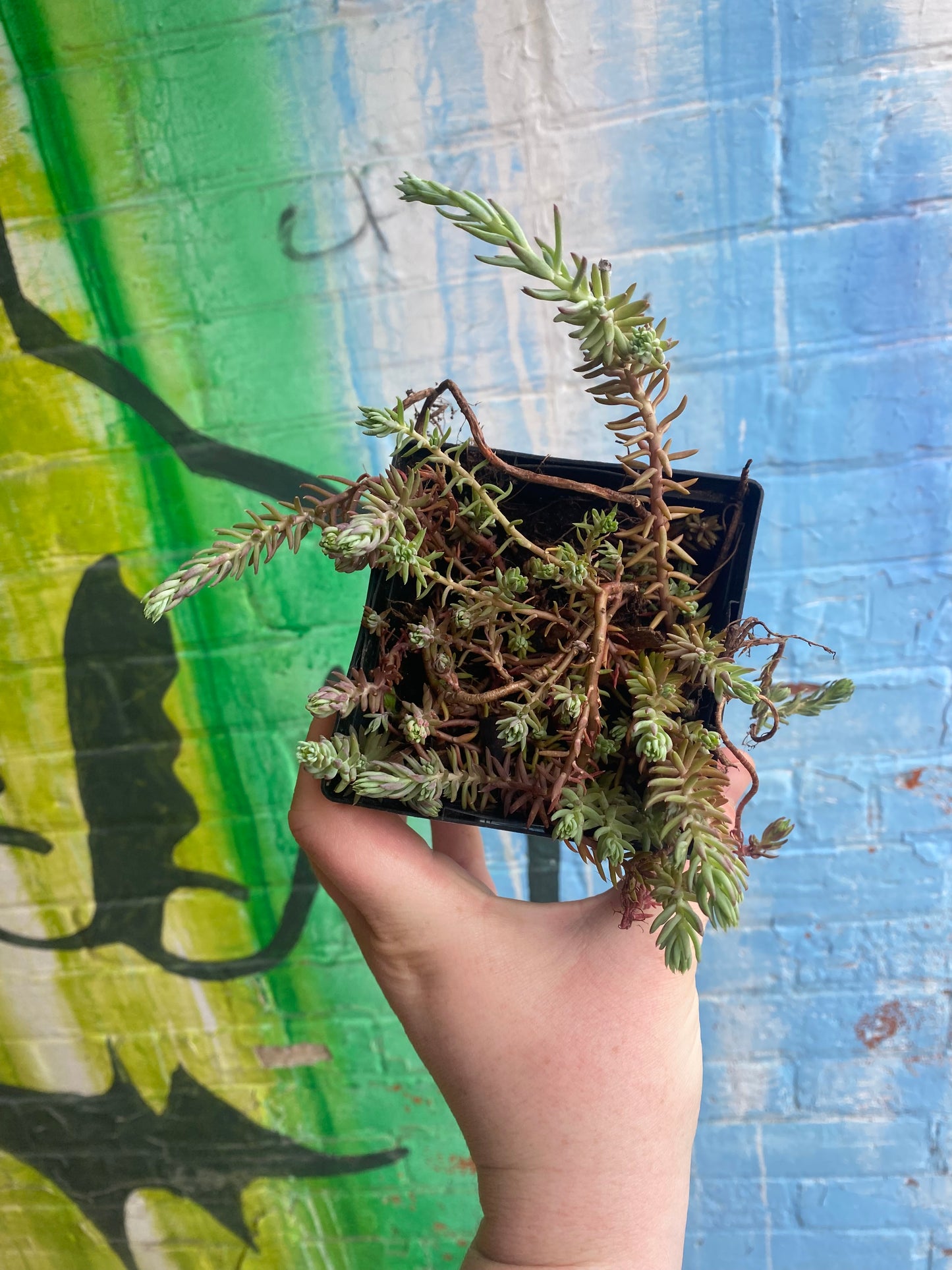 4" Jenny's Stonecrop | Petrosedum rupestre