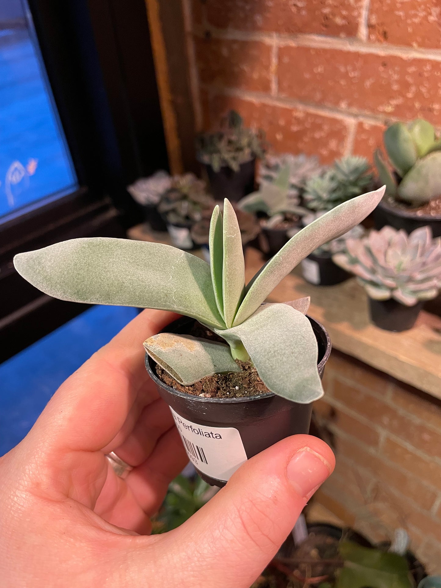 2.5" Crassula Perfoliata Falcata