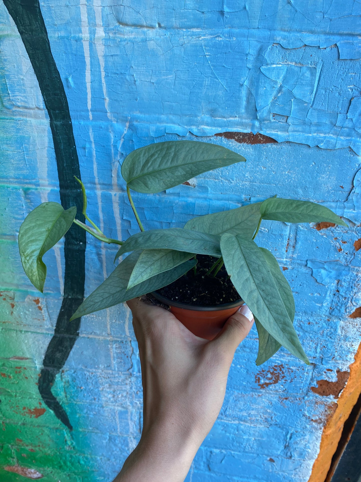 4" Epipremnum Cebu Blue