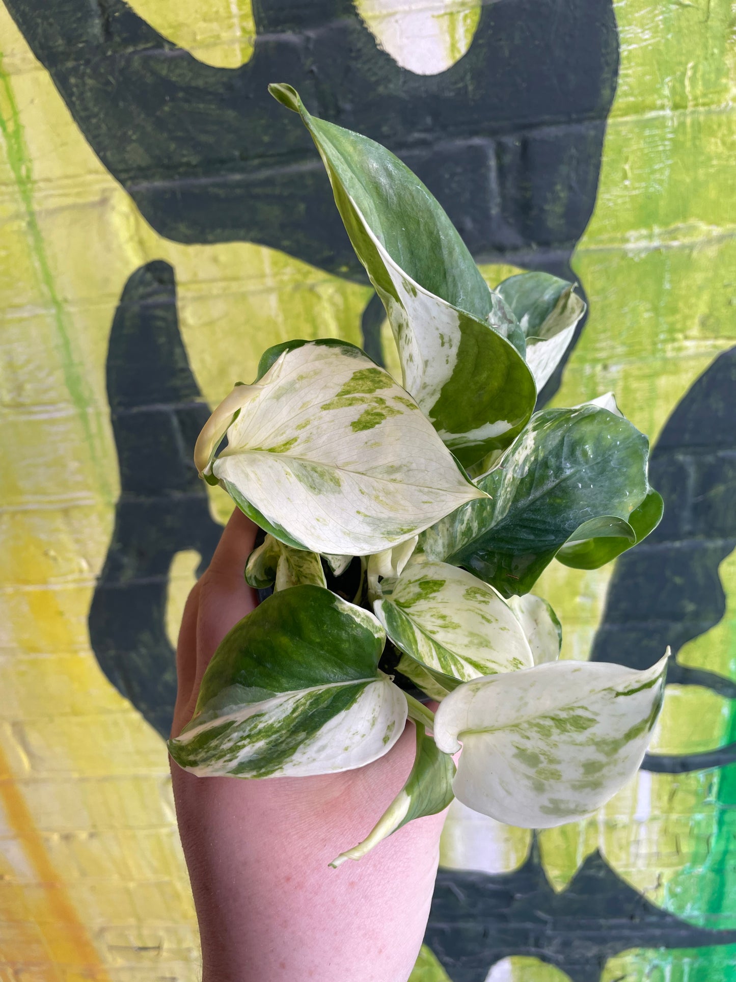 3.5" Pothos Manjula