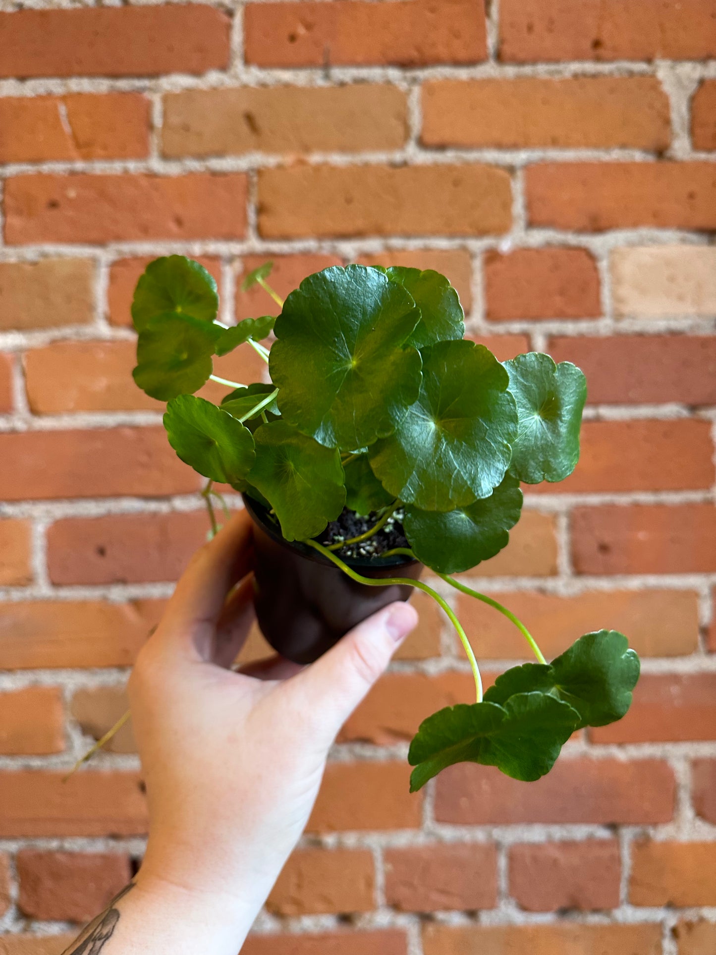 3.5" Marsh Pennywort
