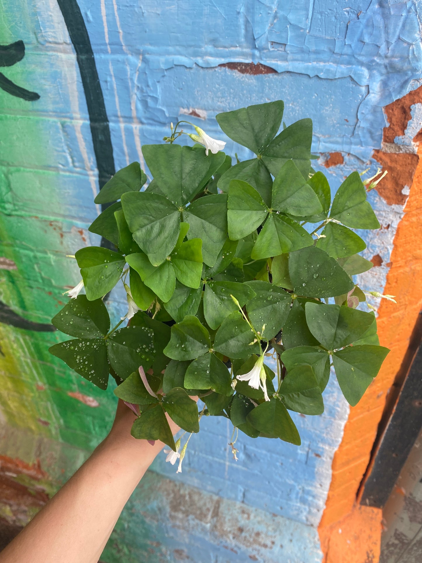 5" Oxalis Triangularis Green