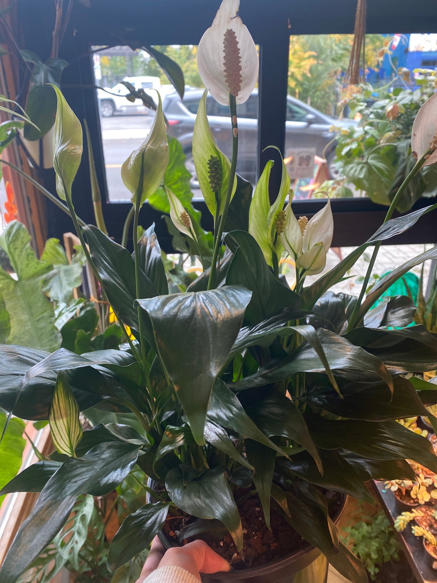8" Peace Lily | Spathiphyllum