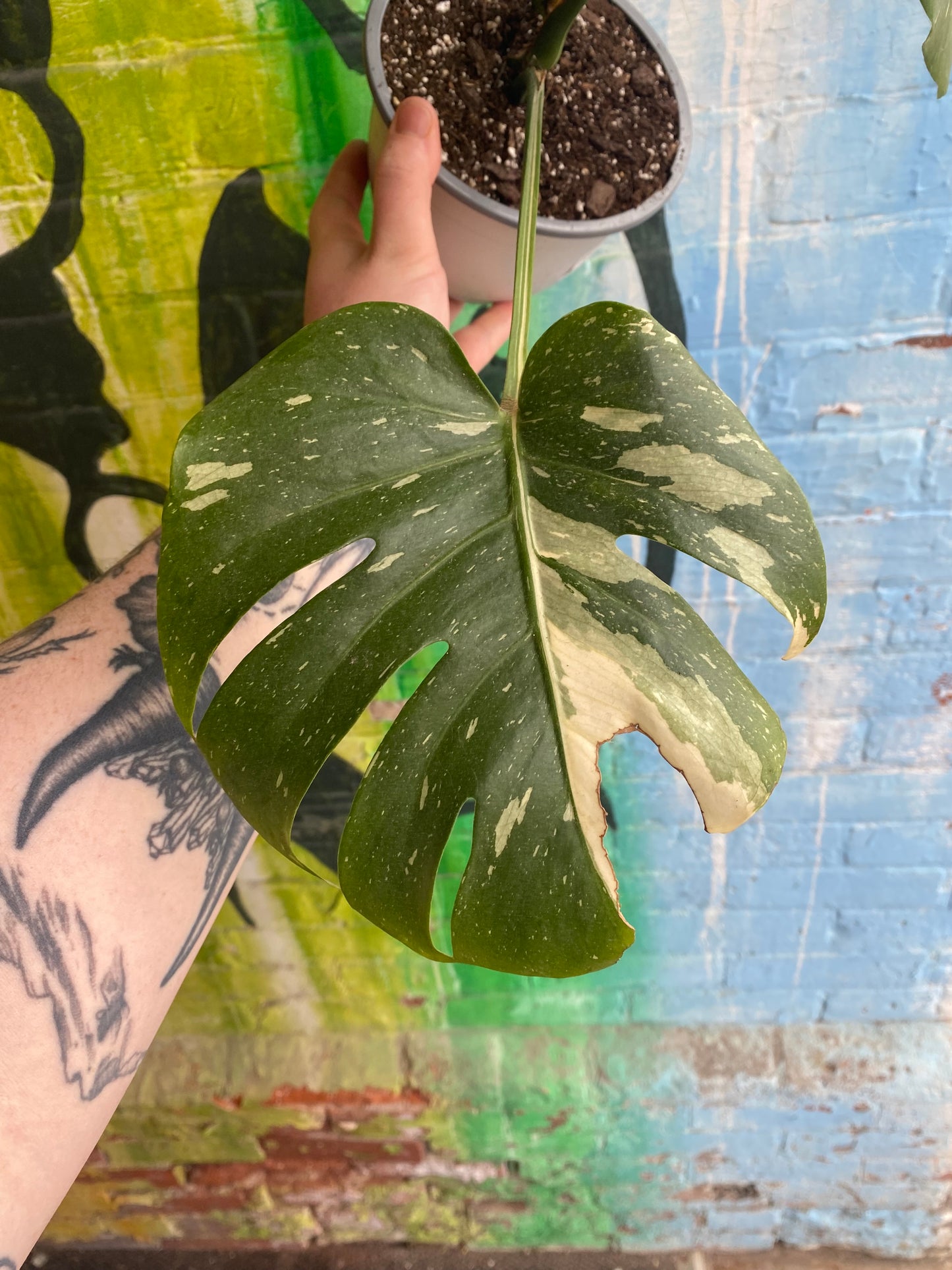 6” Monstera Thai Constellation
