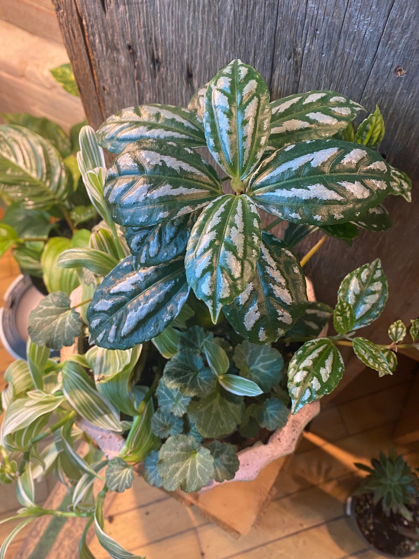 Grab n Go Planter 8” Pink/Green