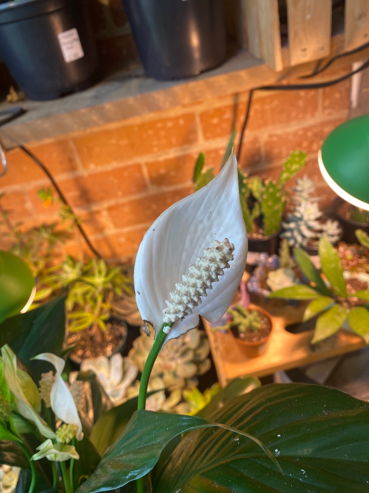 8" Peace Lily | Spathiphyllum