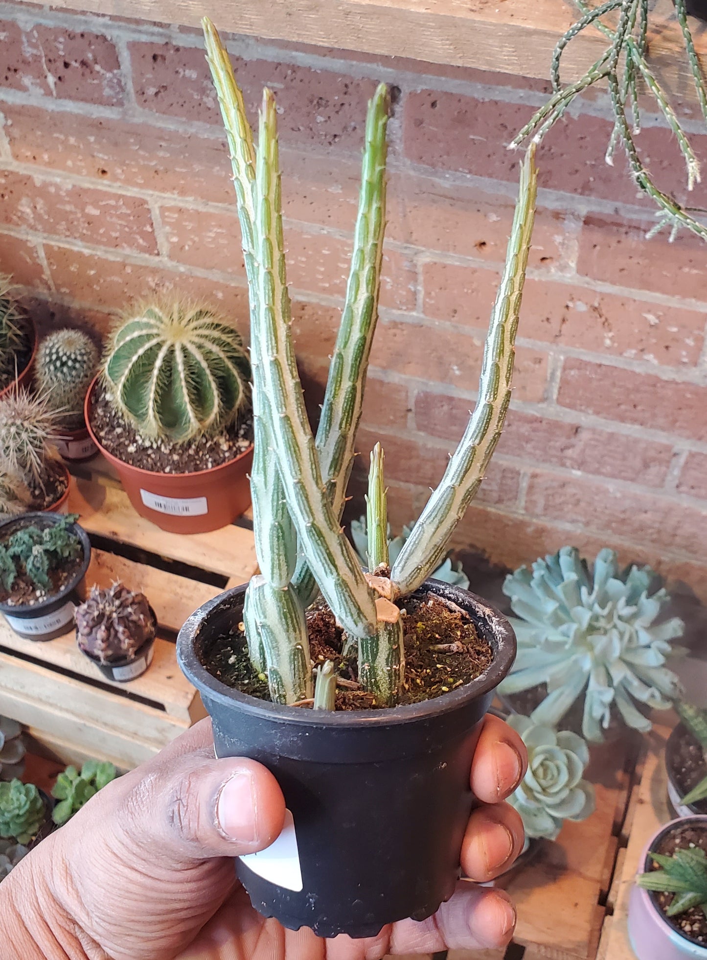 3.5" Senecio Stapeliiformis