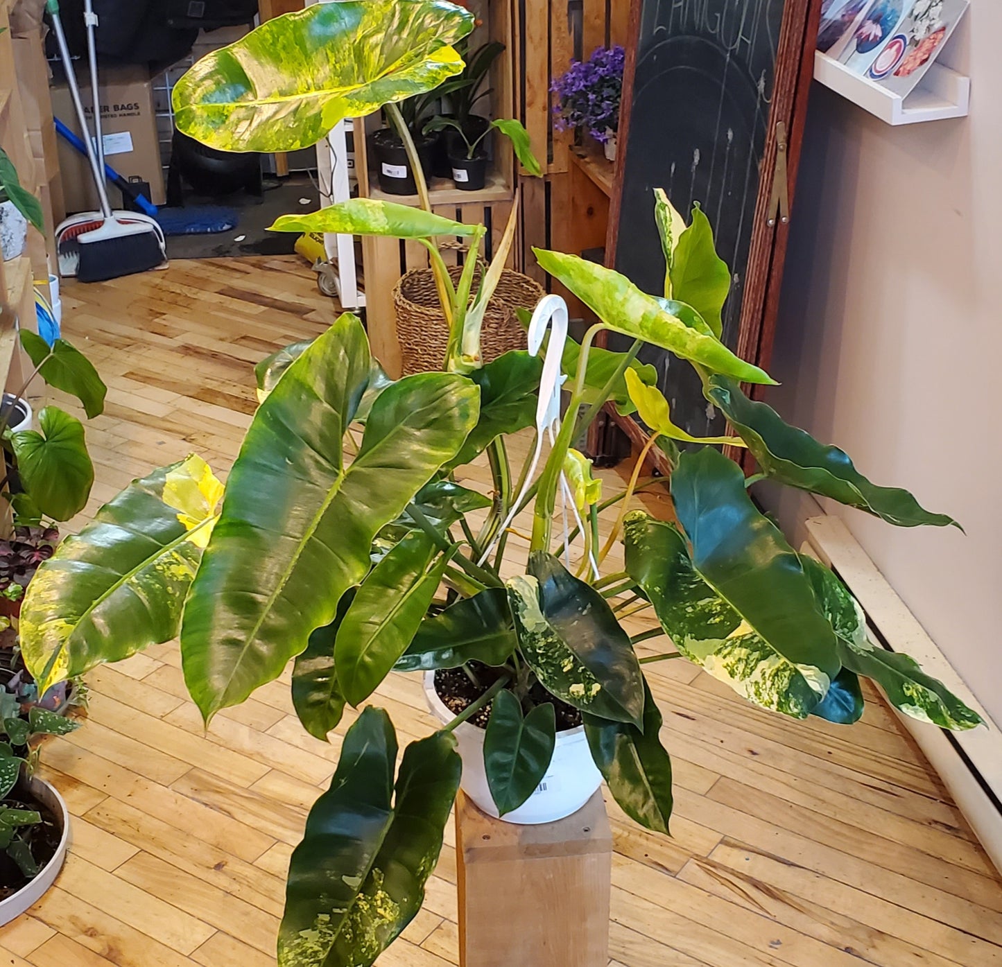 8" Variegated Philodendron Burle Marx Hanging Basket