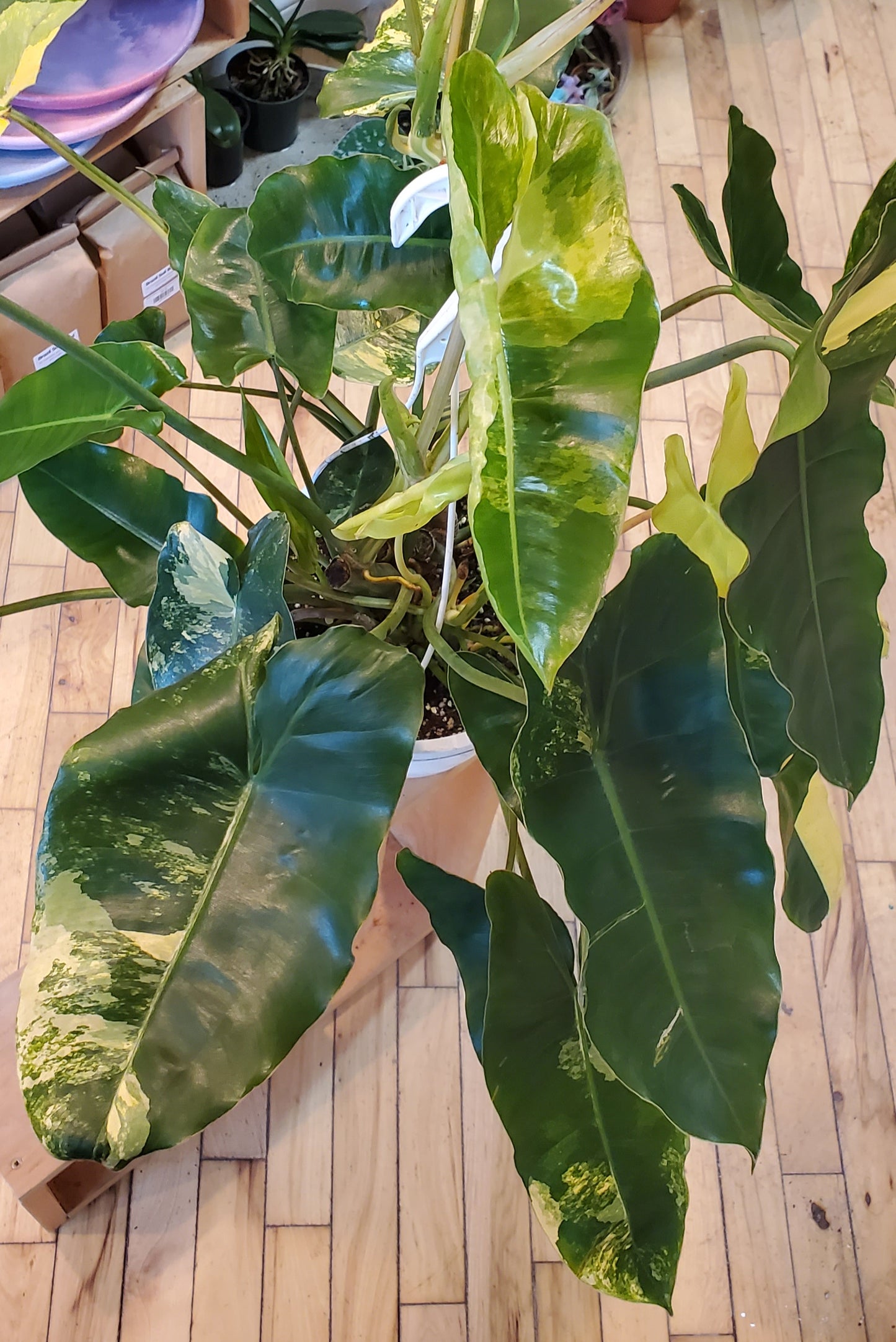 8" Variegated Philodendron Burle Marx Hanging Basket