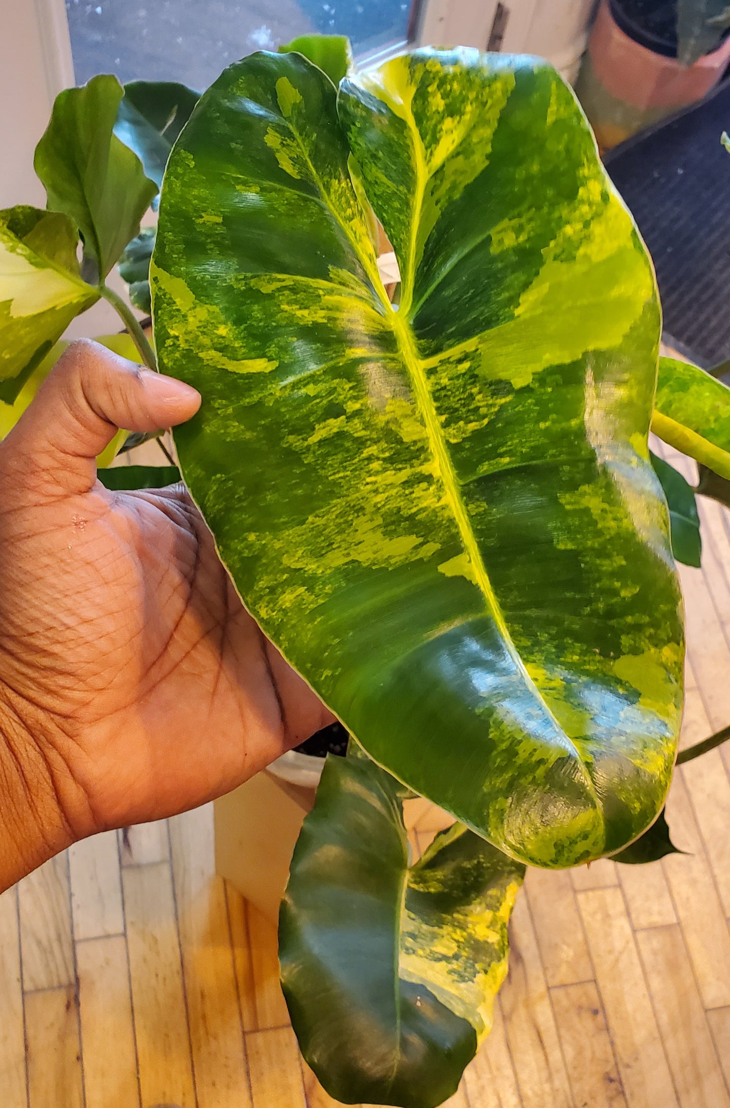 8" Variegated Philodendron Burle Marx Hanging Basket