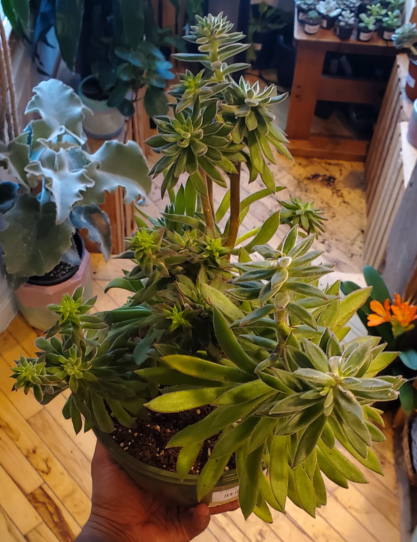 8" Echeveria Harmsii