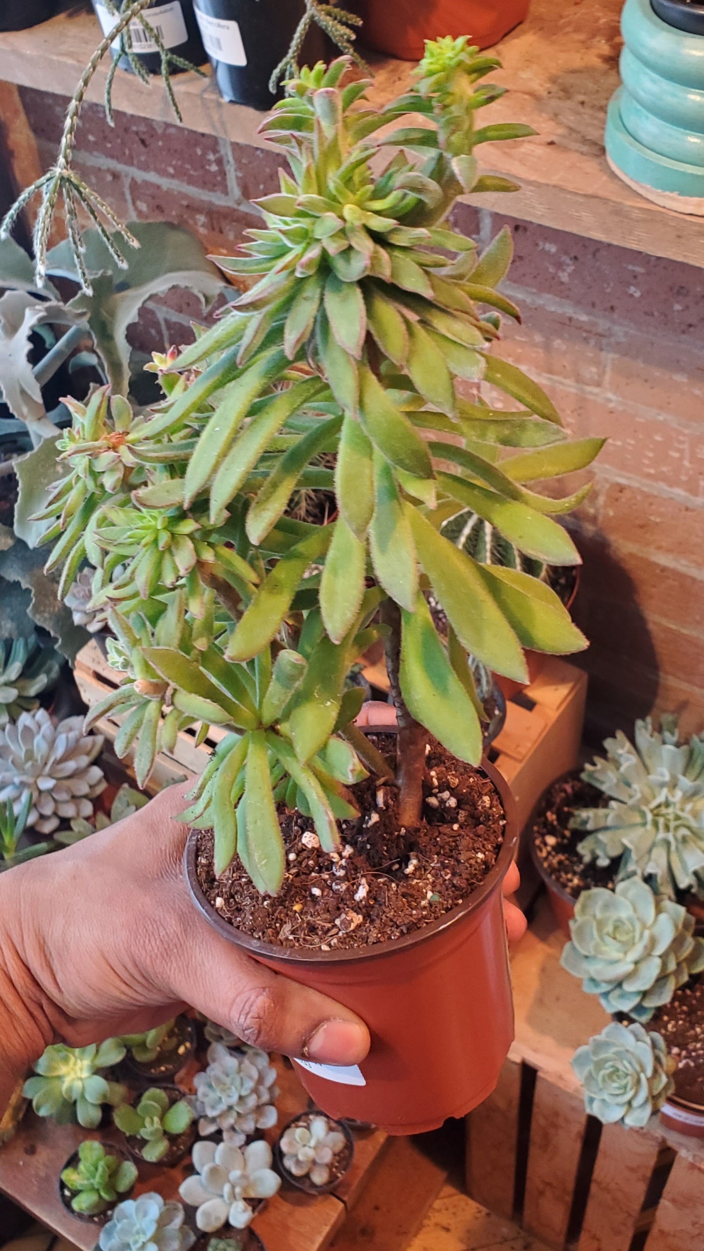 4" Echeveria Harmsii