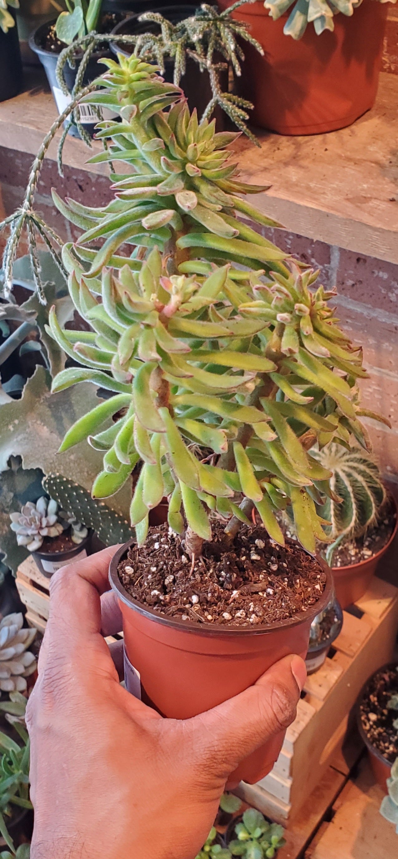 4" Echeveria Harmsii