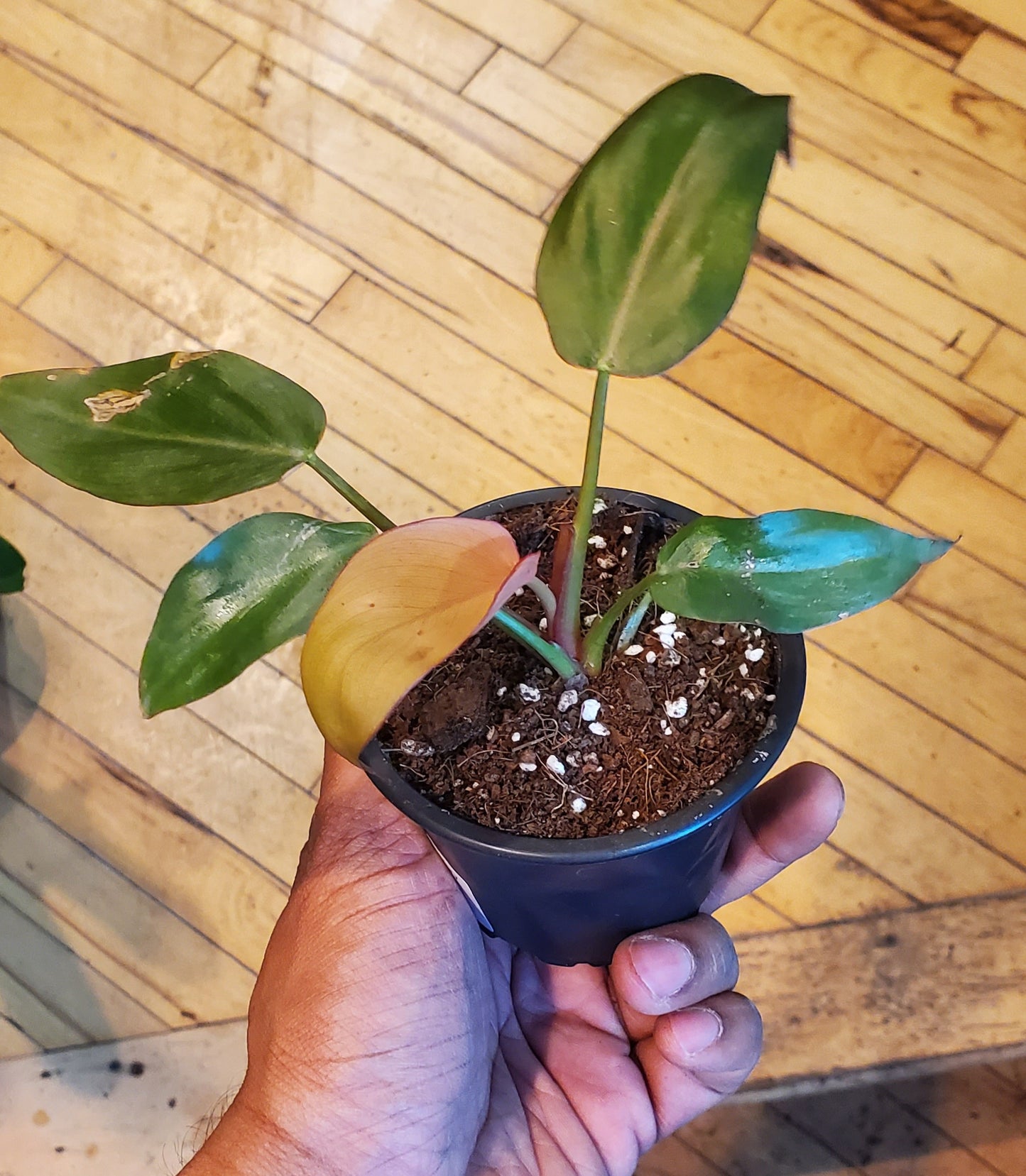 3.5" Philodendron Summer Glory