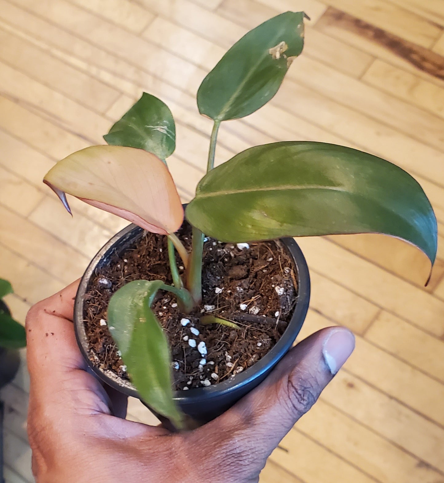 3.5" Philodendron Summer Glory
