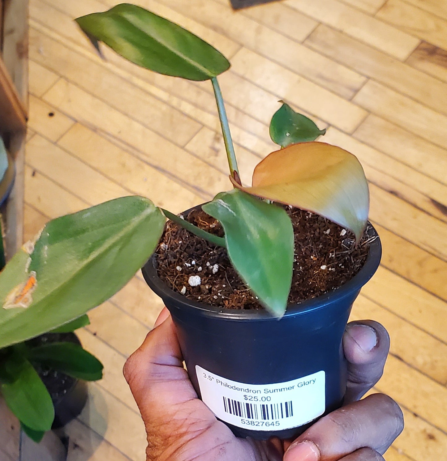 3.5" Philodendron Summer Glory