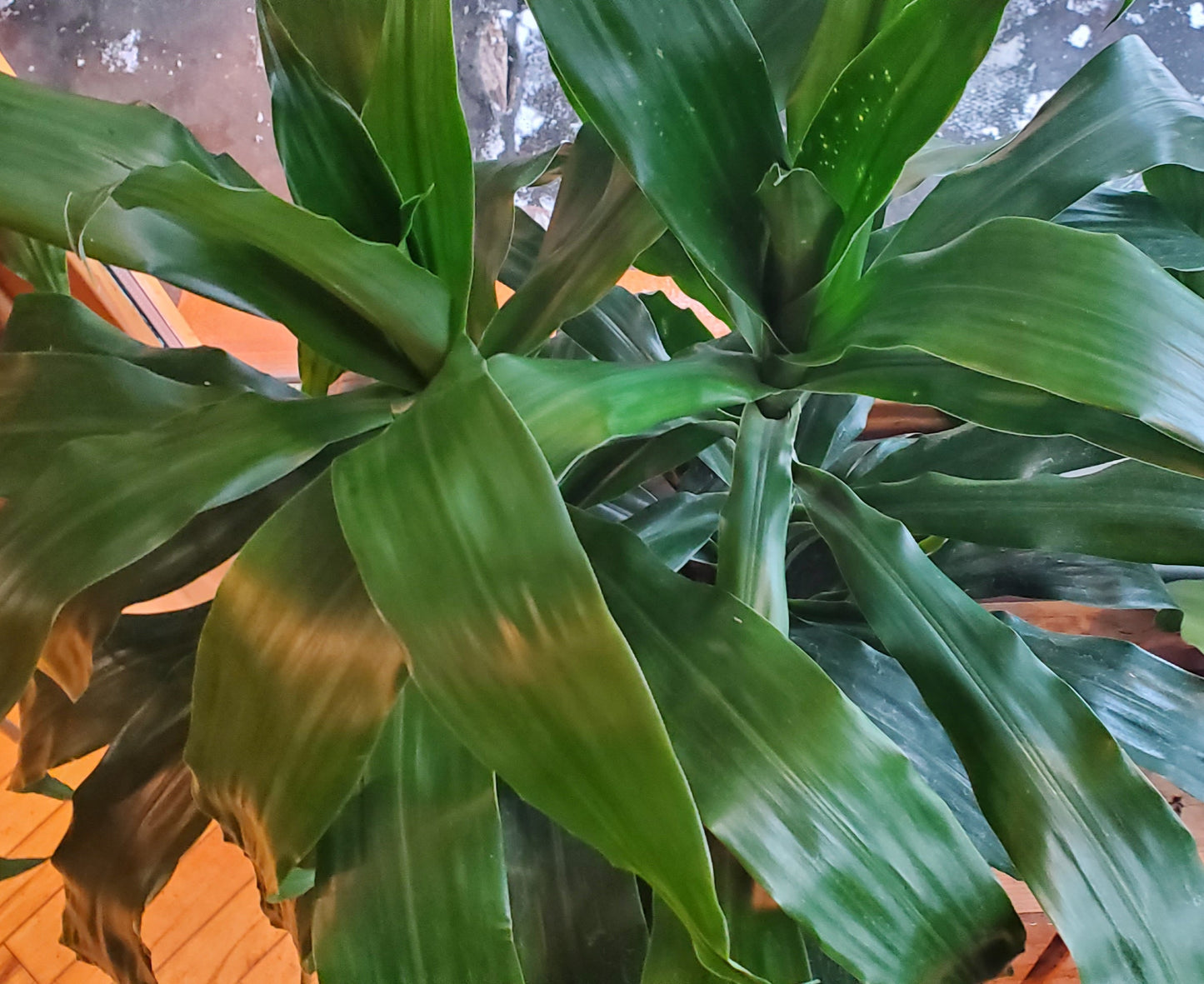 8" Dracaena Compacta | Janet Craig